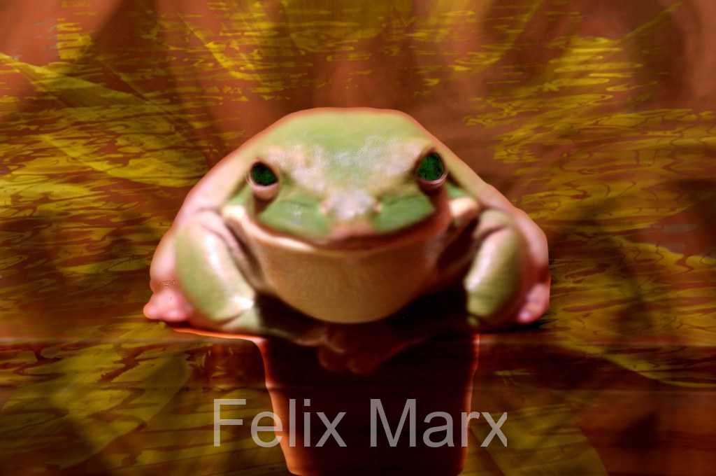 evilsanfrog